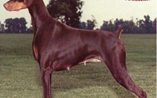 Doberman 3
